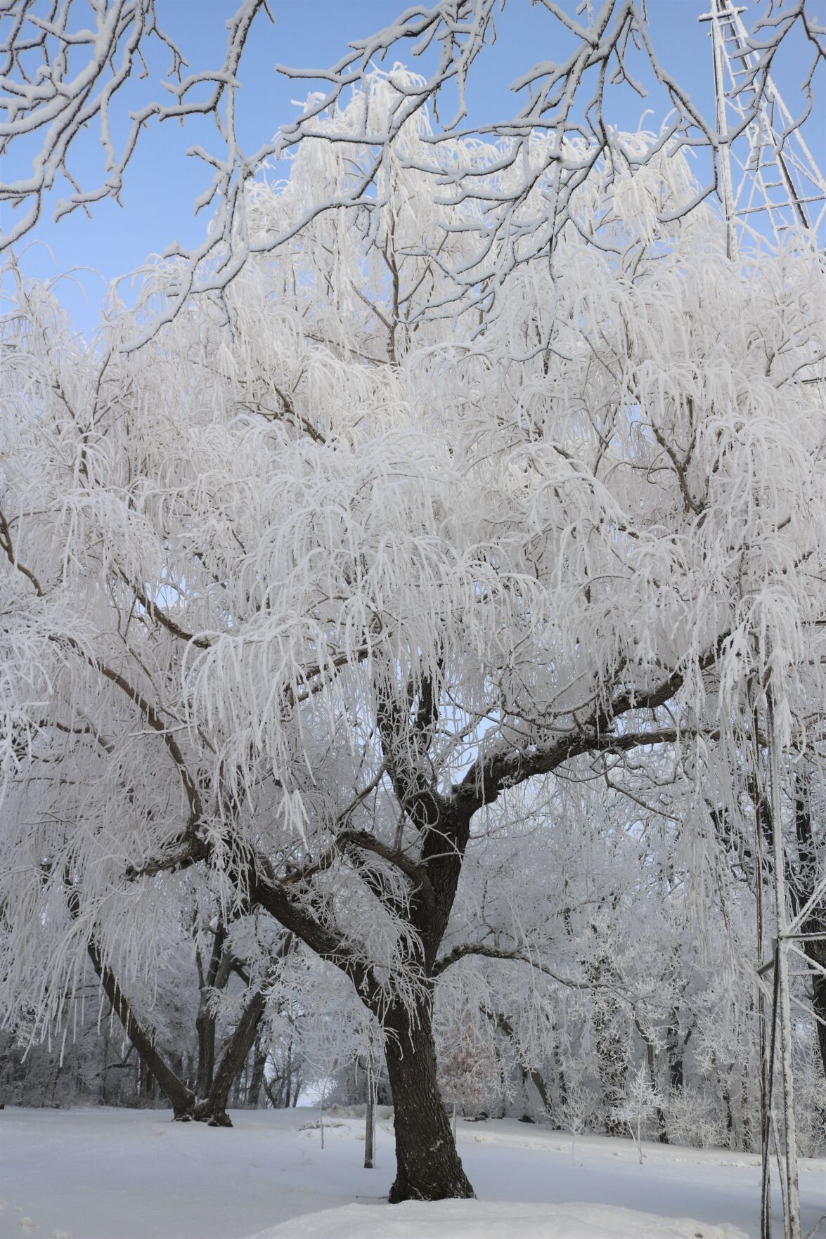 A willow tree is loaded with frost after a freezing fog..JPG